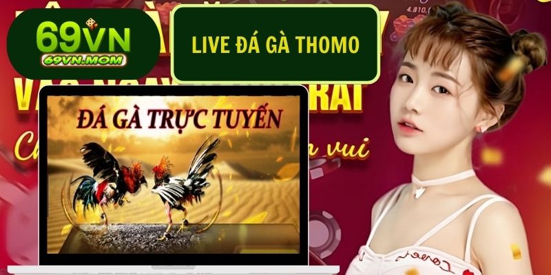 Live Đá Gà Thomo Tất Tần Tật Những Điều Bạn Cần Biết